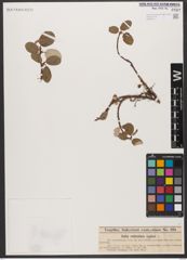 Foto von Salix reticulata L.